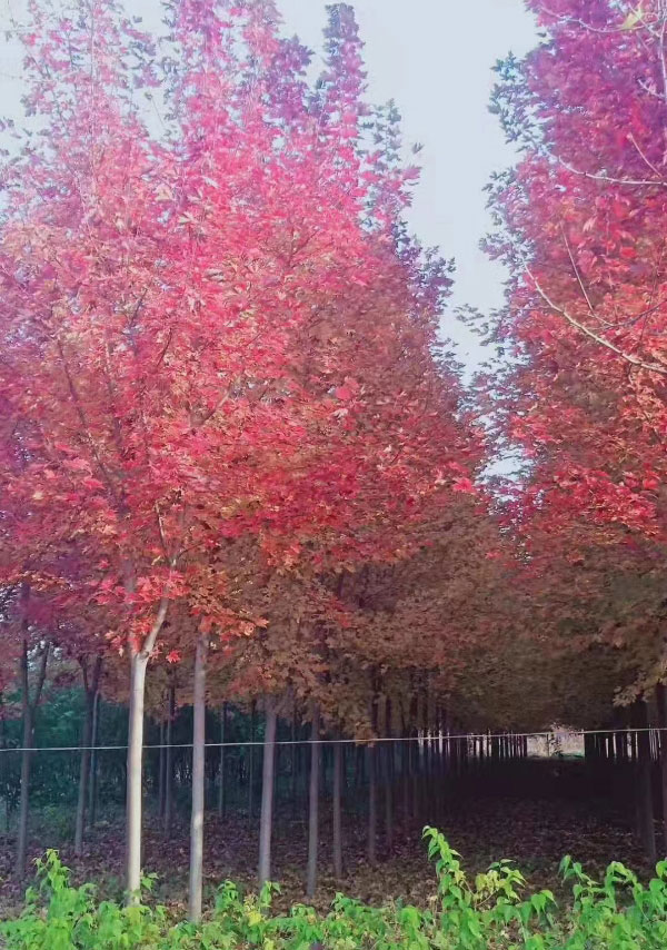 美國(guó)紅楓